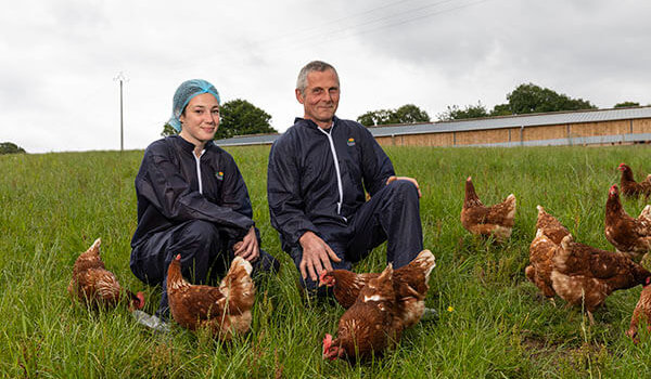 Production poules pondeuses bio