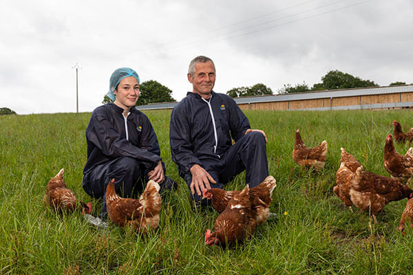 Production poules pondeuses bio