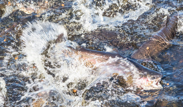 pisciculture en Bretagne