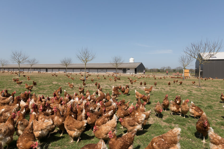 Poules plein air