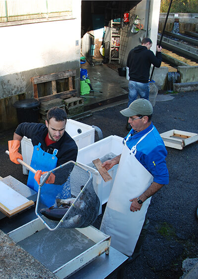 Les_viviers_de_Rébénacq pisciculture