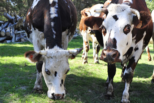 vache laitière biologique