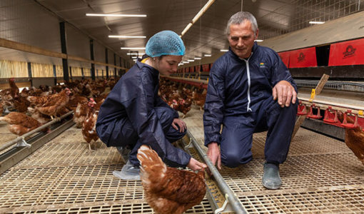 accompagnement technique et suivi d'élevage de poules pondeuses