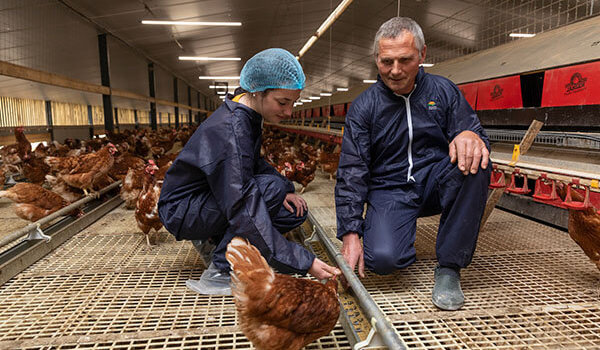 accompagnement technique et suivi d'élevage de poules pondeuses