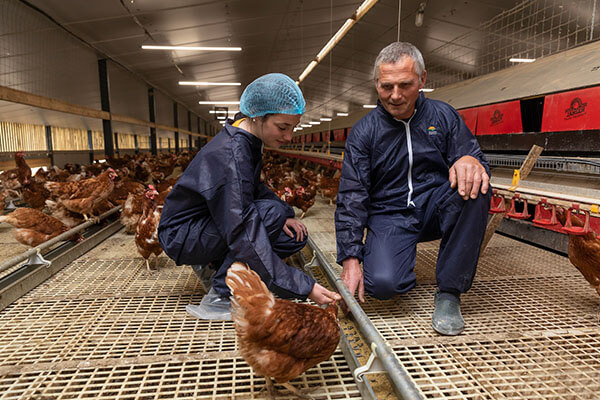 accompagnement technique et suivi d'élevage de poules pondeuses