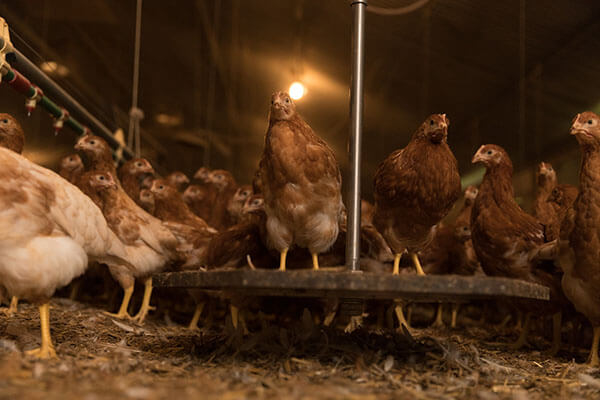 aide installation de peson automatique en élevage de poulettes