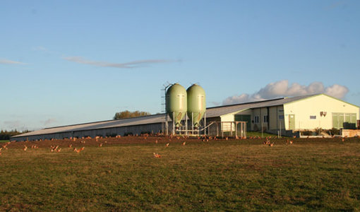 aide silo en poulettes et pondeuses