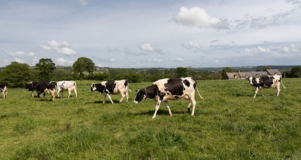 vaches laitières au champ