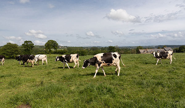 vaches laitières au champ