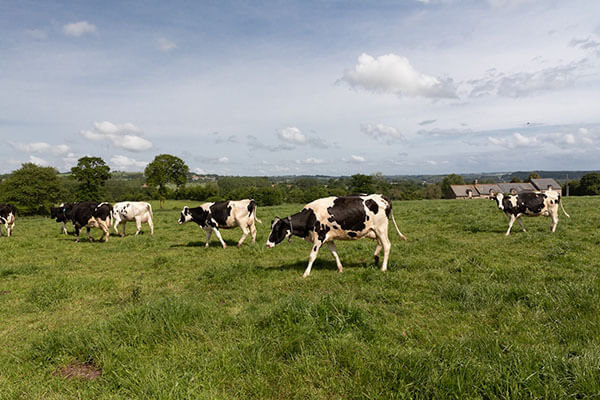 vaches laitières au champ