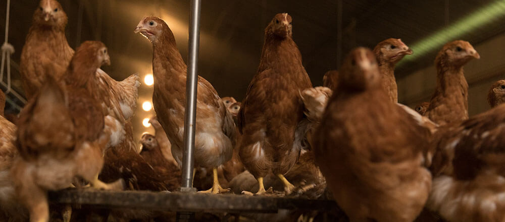 pesons automatiques en élevage de poulettes