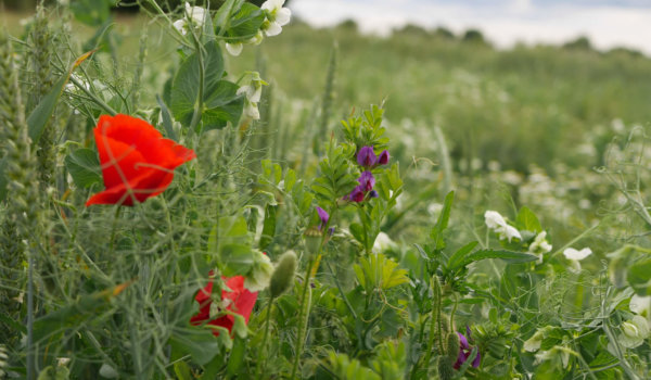 culture de pois biologiques