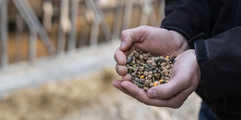 aliments bovins ruminants Le Gouessant