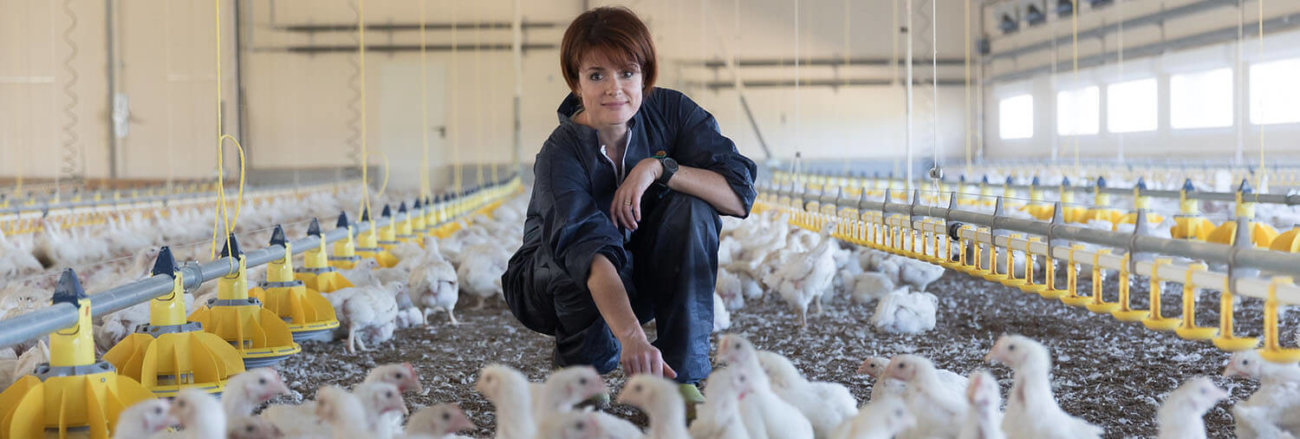 élevage de poulet en lumière naturelle