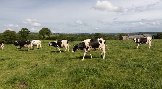 vaches au pré