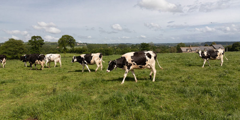 vaches au pré