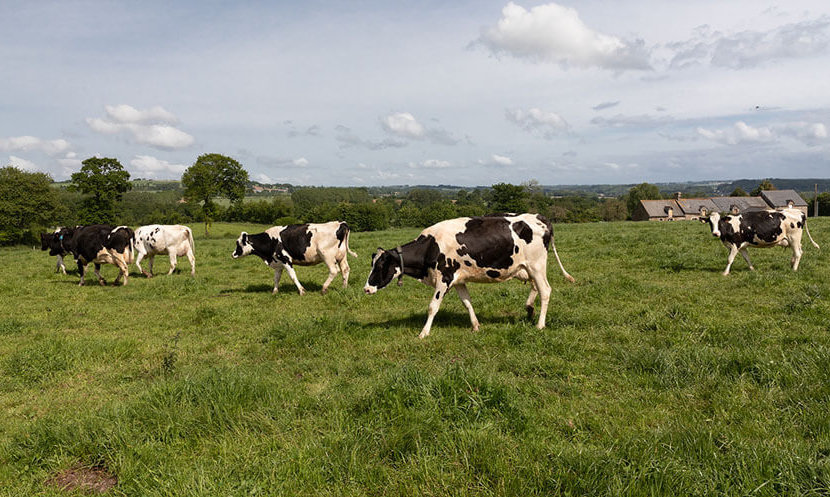 vaches au pré