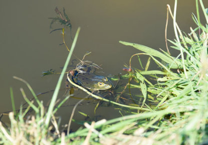 Grenouille dans lagune recueillant eaux pluviales 2