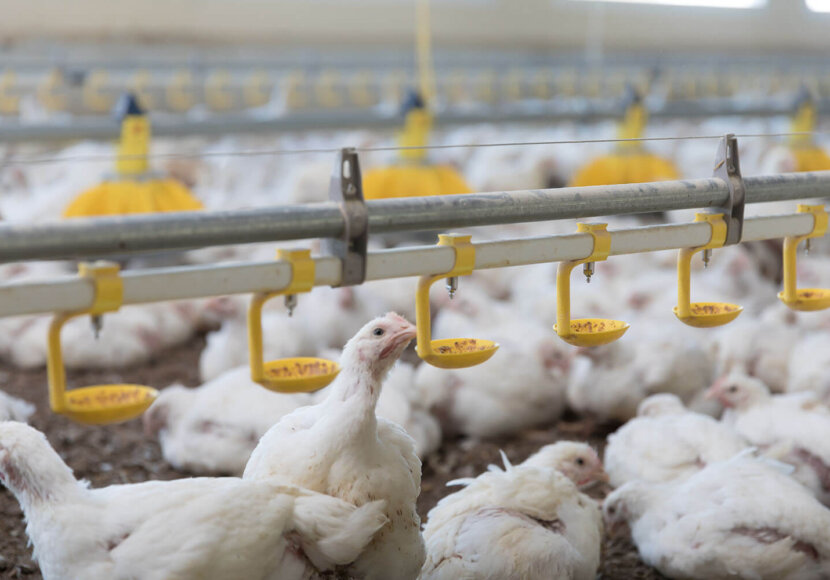 abreuvoir poulet d'élevage