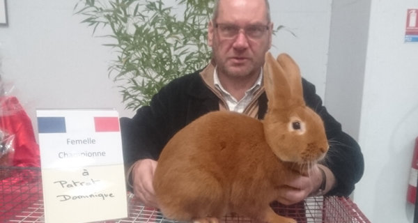 champion de france lapin fauve de bourgogne