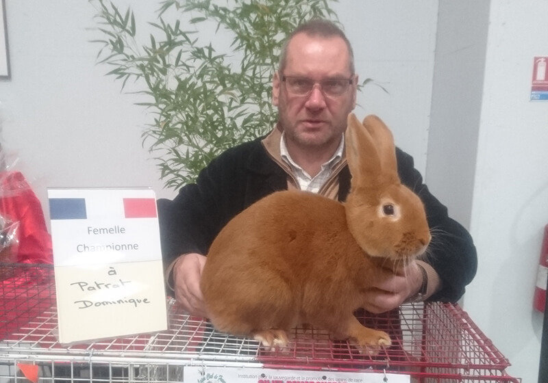 champion de france lapin fauve de bourgogne