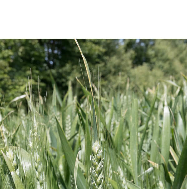 champ de blé