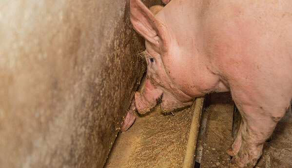 aliment soupe chez le porc charcutier