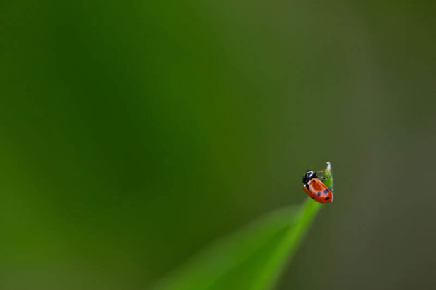 coccinelle sur maïs