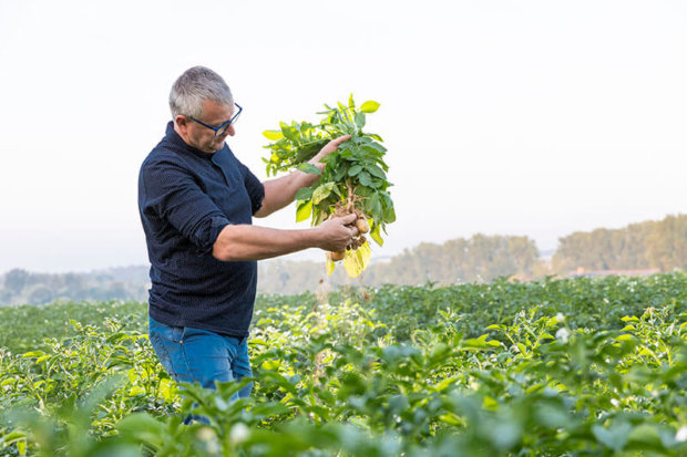 producteur de pommes de terre