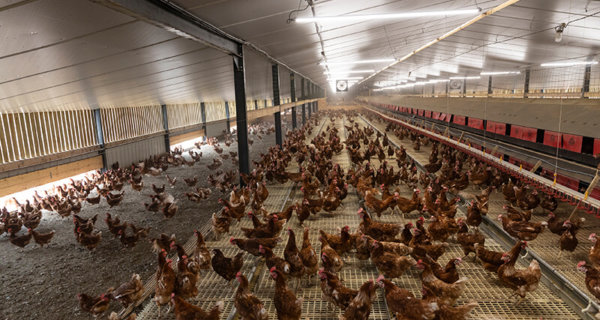 Poules pondeuses dans le jardin d'hiver