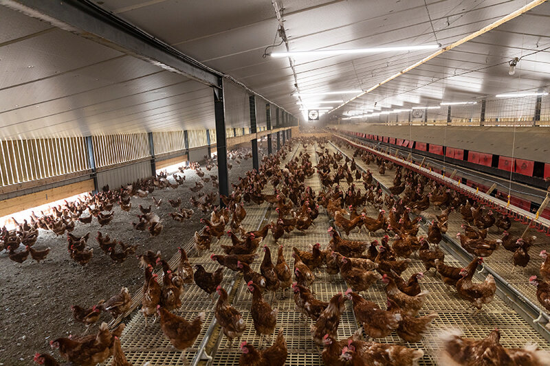 Poules pondeuses dans le jardin d'hiver