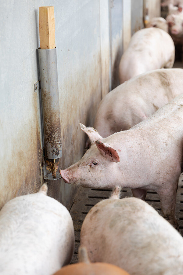 matériaux manipulables organiques pour les porcs