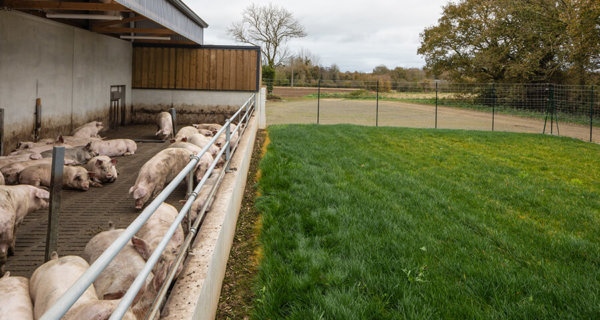 Porc Physior avec courette extérieure