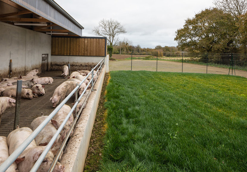 Porc Physior avec courette extérieure