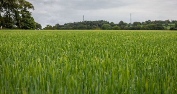 champ de blé