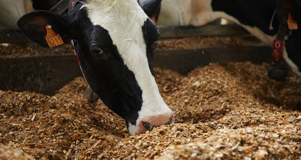 vache à l'auge