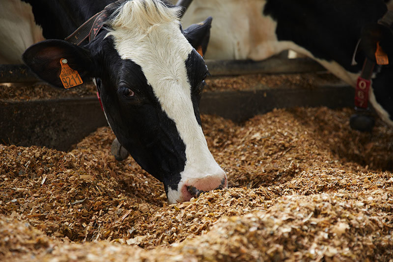 vache à l'auge