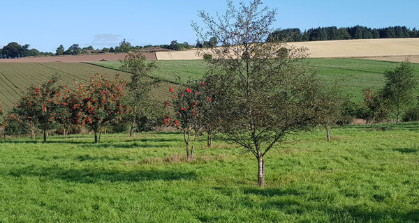 parcours arboré