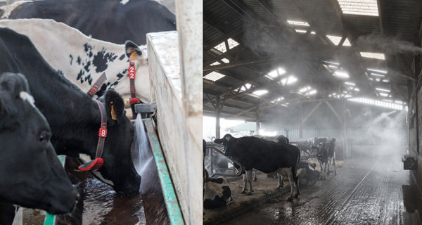 Stress thermique chez la vache