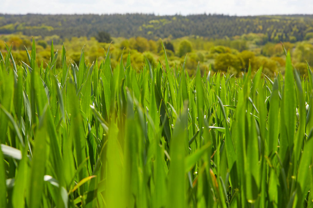 Paysages bretons